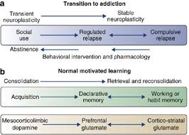 Image result for Addiction Pathophysiology