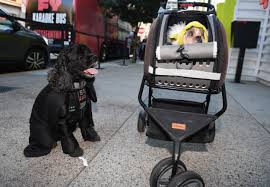 Maybe you would like to learn more about one of these? Viral Video Of Scared Dog Seeing Darth Vader On Tv Prompts Response From Mark Hamill