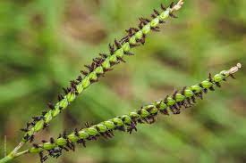 名百慕達草。 5 到7 月 乾物質： 91.1% 粗蛋白質： 8.1% 粗脂肪：1.9% 粗纖維： 26.7% 牛筋草 圖十一（圖片來源：自行拍攝） 莖呈菱形，放 色性生長，4 到6列的穗狀 花序呈指狀 排列，為散 生。 5 到10 月 乾物質： 17.7% 粗蛋白質： 4.3% 粗脂肪：0.8% 粗纖維：3.3% 地毯草 ç™¾å–œè‰ å·´è¥¿äºžé›€ç¨— A Pao Garden æˆ'çœ‹åˆ°çš„æ¤ç‰©å¤šæ¨£æ€§èˆ‡æ˜†èŸ²åŠå…¶ç´€éŒ„