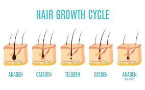 The growth phase of hair is mostly determined by genetics and can last anywhere between two and six years. Hair Growth Cycle Understanding The Structure Of Your Follicles Vedix