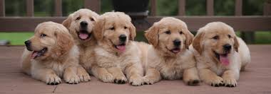 However, rescuing a golden retriever from a golden retriever rescue is a bit different from adopting a young puppy from a breeder. Dogwood Farms Golden Retrievers Mountain Home Arkansas