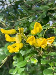 Image result for Sophora velutina