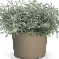 Image result for Santolina chamaecyparissus