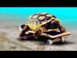 Check spelling or type a new query. Turtle On A Skateboard Youtube