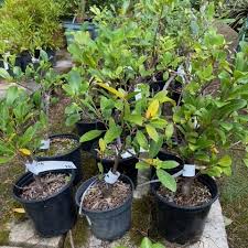 Image result for Galpinia transvaalica
