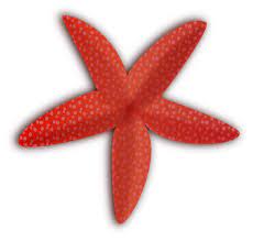 Starfish Clip Art Starfish Clip Art Vector Clip Art Online Royalty Free Public Clip Art Starfish Starfish Clipart