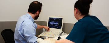 Gold coast mobile veterinary service in milford! Gold Coast Center For Veterinary Care Veterinary Specialists On Long Island