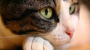 Kedilerde Katarakt Kedi9 Com