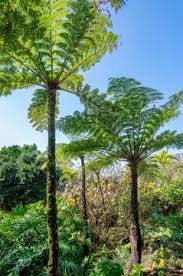 Image result for Cyatheaceae
