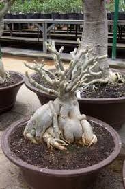 Adenium Kamboja Yang Mirip Bonsai Elangrock