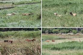 Image result for Panicum chambeshii