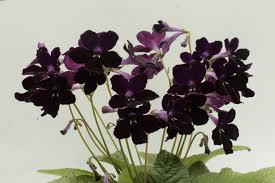 Image result for Streptocarpus sp.nov. aff. S. grandis