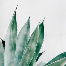 Aloe Vera Juice Why Mds Say You Should Skip Drinking It
