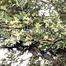 Image result for Nageia nagi