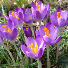 epingle sur fleurs de saison si jolies