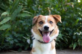 The way to get the shortest possible legs is to breed two dogs with the same mutation together. Borgi Border Collie Corgi Mix Info Pictures Facts Traits Doggie Designer