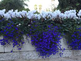 Jerusalem, ancient city of the middle east that since 1967 has been wholly under the rule of the state of israel. Jerusalem Flowers Garden Flower Garden Plants Jerusalem Israel