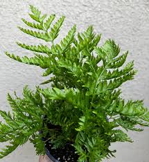 Image result for Pteris friesii