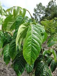 Ice cream bean, guaba, inga cipo, guamo bejuro, pois sucre, rabo de mico, inga de metro, monkey tail, monkey tamarind. Ice Cream Bean Tree Inga Edulis Urban Tropicals