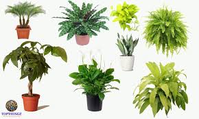 Trailing indoor plants look great in hanging baskets or over shelves and desks. Best Indoor House Plants Topthingz