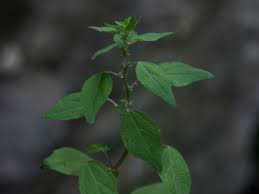 Image result for Parietaria