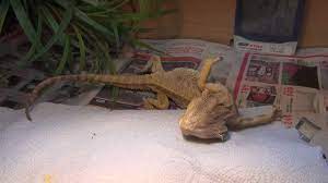 Bearded Dragon Unresponsive Flipping Onto Back Years Of Pet Shop Neglect 8 Youtube