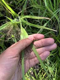 Image result for Panicum pilgeri