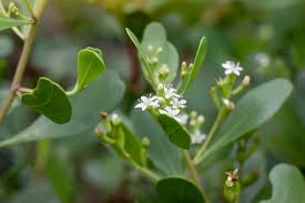 Image result for Lumnitzera racemosa