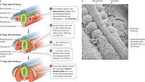 Maybe you would like to learn more about one of these? Entwicklung Der Tiere Springerlink