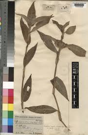 Image result for Commelina congesta