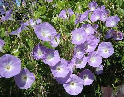 Image result for Ipomoea magnusiana
