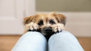 Our ultra premium dog food provides healthy nutrition & great taste. 7 Tiny Dog Breeds You Will Want In Your Life Purina