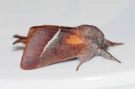 Image result for Clostera curtula