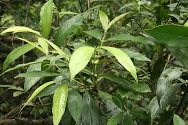 Image result for Lasianthus