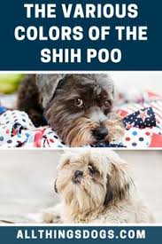 Shih Tzu Poodle Mix Black And Brown Shih Poo Colors Shih Poo Shih Tzu Poodle Mix Shih Tzu Poodle
