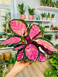 Image result for Calathea
