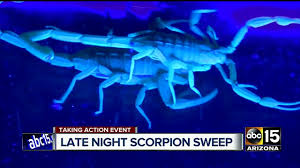 Arizona Scorpions On Patrol In One Of The Valley S Hot Zones Youtube