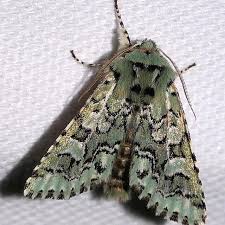 Image result for Fadogia gossweileri