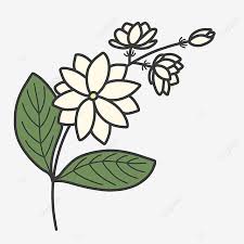 Floral clipart black and white. Cute Jasmine Floral Clipart Jasmine White Flower Png Transparent Clipart Image And Psd File For Free Download