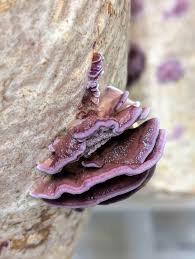 Image result for Trichaptum biforme