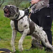 Check spelling or type a new query. Dog Dynasty Bandit The 130lb Mastiff Great Dane Bandog Facebook