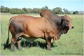 How did you get into buffalo breeding? Vastrap Boran Semen For Sale Vastrap Boran
