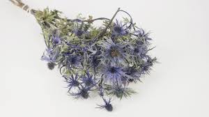 Eternal blooms with dried artificial flowers. Dried Blue Thistle Sea Holly Dried Eryngium Dried Flowers Wholesale Si Nature