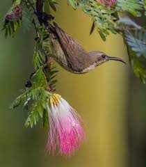Image result for Albizia zimmermannii