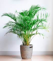 Bonsaïs cactus et plantes grasses compositions florales fleurs et bouquets mini plantes vertes et fleuries orchidées plantes d'intérieur faciles à entretenir plantes en pot avec réserve d'eau plantes fleuries plantes vertes poinsettias plantes suspendues terrariums déco tillandsias Plante D Interieur La Liste Des 31 Plus Belles Pour Votre Maison