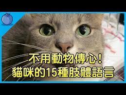 貓奴必看 貓咪的15種肢體語言 學會就不用找動物傳心師了 原來低吼代表 藍莓豆花blueberry tofa youtube animals pets cartoon