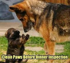 But worry not, as this animalsake post brings you some cute, sweet, and crazy pictures of animals that will make you laugh. F U N N Y A N I M A L M E M E S C L E A N Zonealarm Results