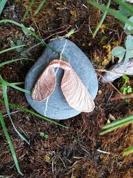 Handling maple tree helicopters in pools. Real Maple Tree Seed Helicopter In Copper Botanical Jewelry Etsy Maple Tree Seeds Maple Tree Tree Seeds