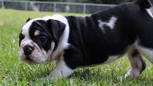 English bulldog youthful puppies from little degree raisers are presumably going to cost some place in the scope of $1,500 and $4,000. Low Country Bulldogs Lowcountryeb Twitter