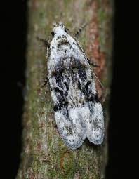 Image result for Altenia scriptella